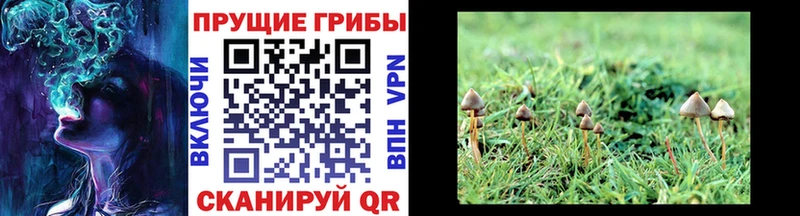 Галлюциногенные грибы прущие грибы  дарнет шоп  darknet телеграм  Хотьково 